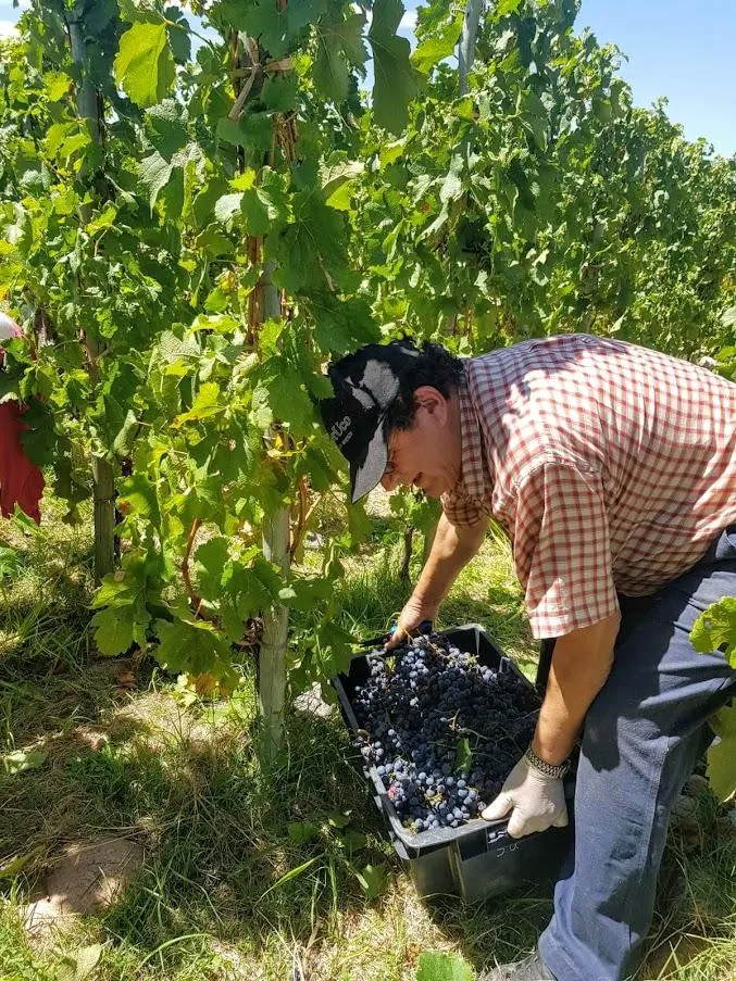 זקני השבט לא מוותרים על העבודה בבציר בסופר אוקו.